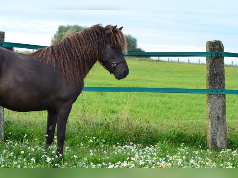 Islandpferd Stute 7 Jahre 137 cm Rappe in Bexbach