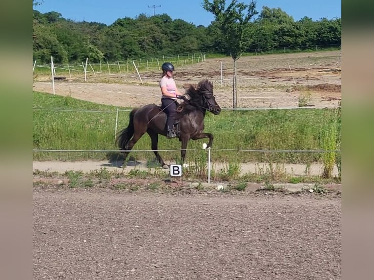 Islandpferd Stute 7 Jahre 137 cm Rappe in Bexbach