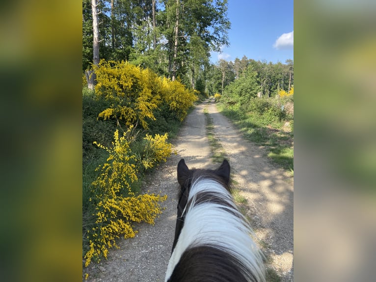 Islandpferd Stute 7 Jahre 137 cm Schecke in Wachtberg