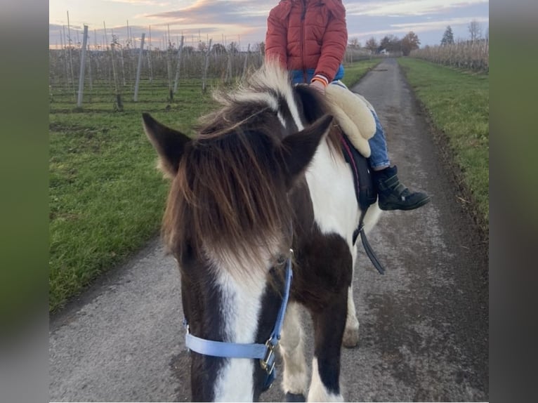 Islandpferd Stute 7 Jahre 137 cm Schecke in Wachtberg