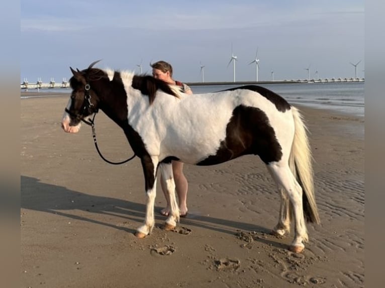 Islandpferd Stute 7 Jahre 137 cm Schecke in Wachtberg