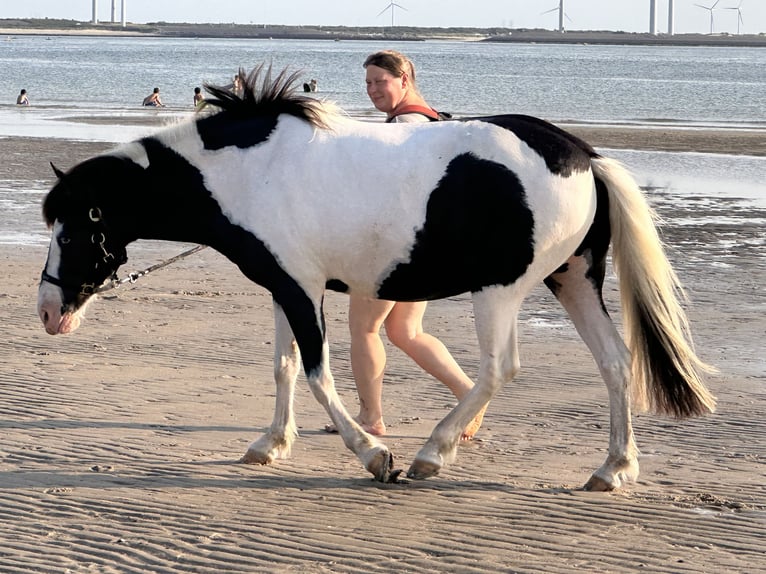 Islandpferd Stute 7 Jahre 137 cm Schecke in Wachtberg