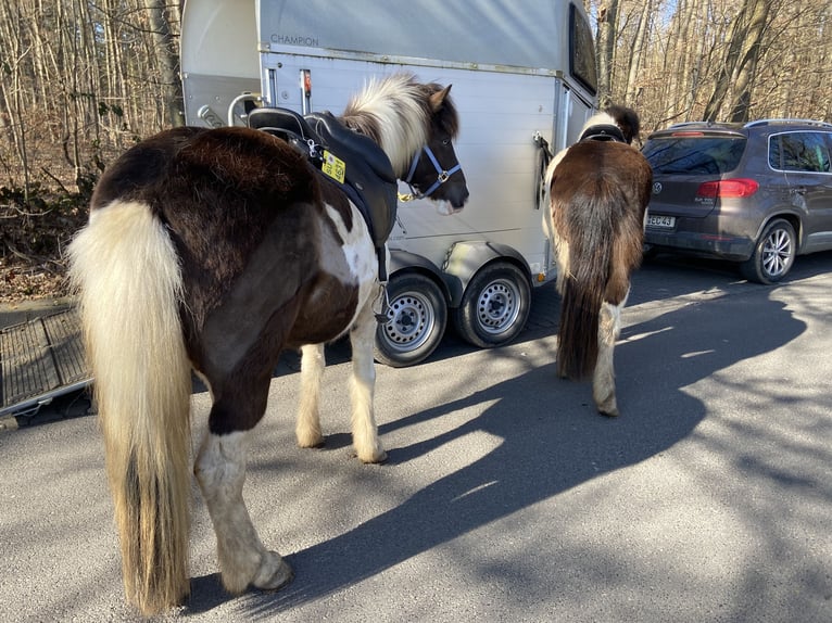 Islandpferd Stute 7 Jahre 137 cm Schecke in Wachtberg