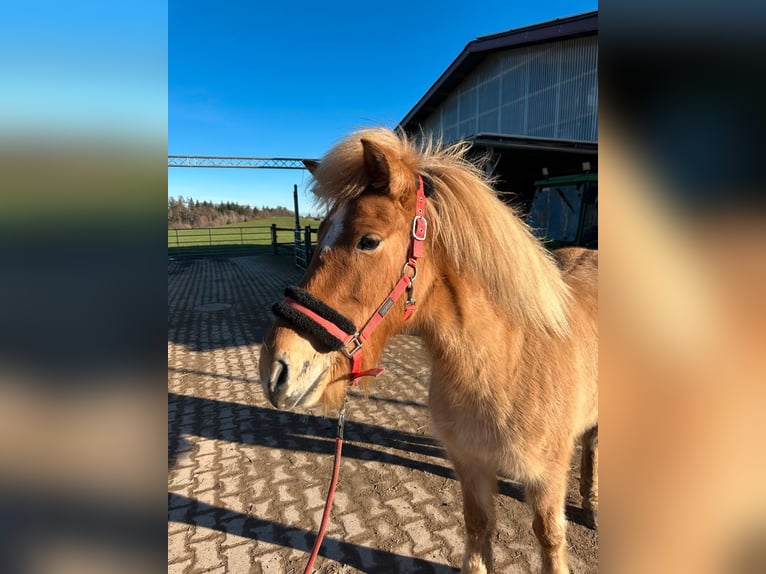 Islandpferd Stute 7 Jahre 138 cm Falbe in Fronreute