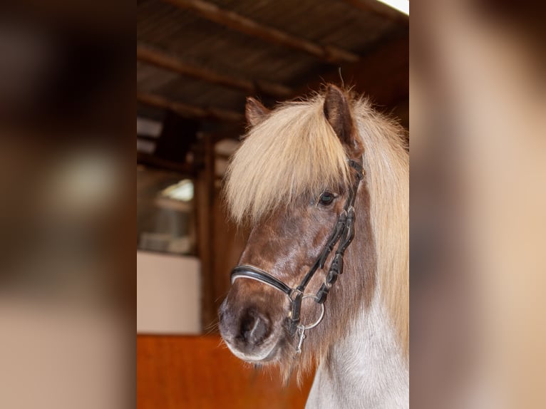 Islandpferd Stute 7 Jahre 138 cm  in Niebüll