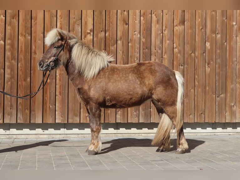 Islandpferd Stute 7 Jahre 138 cm in L&#xFC;dinghausen
