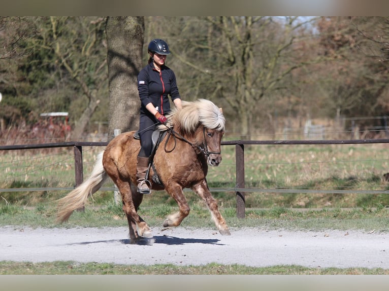 Islandpferd Stute 7 Jahre 138 cm in L&#xFC;dinghausen