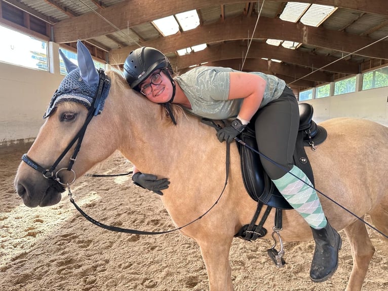 Islandpferd Stute 7 Jahre 138 cm Palomino in Hamberg