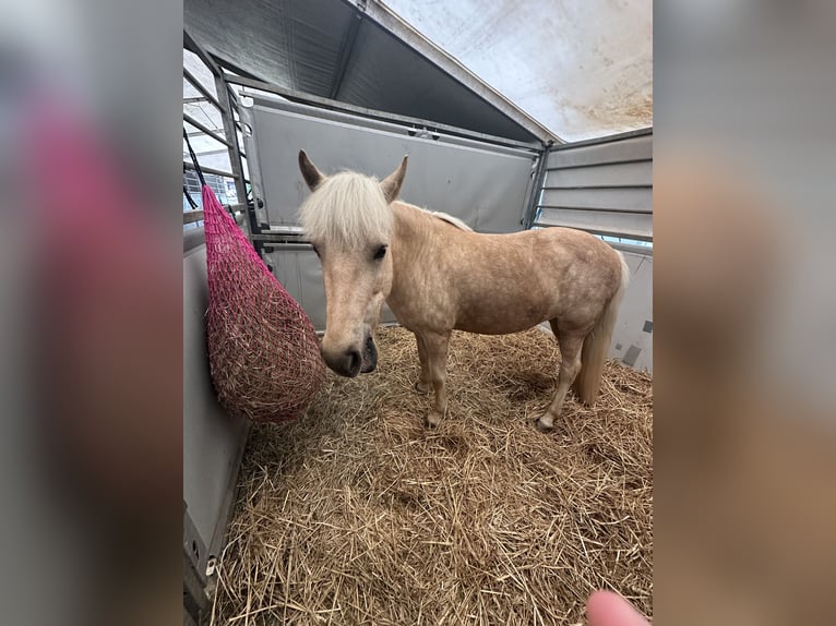 Islandpferd Stute 7 Jahre 138 cm Palomino in Feldkirchen an der Donau