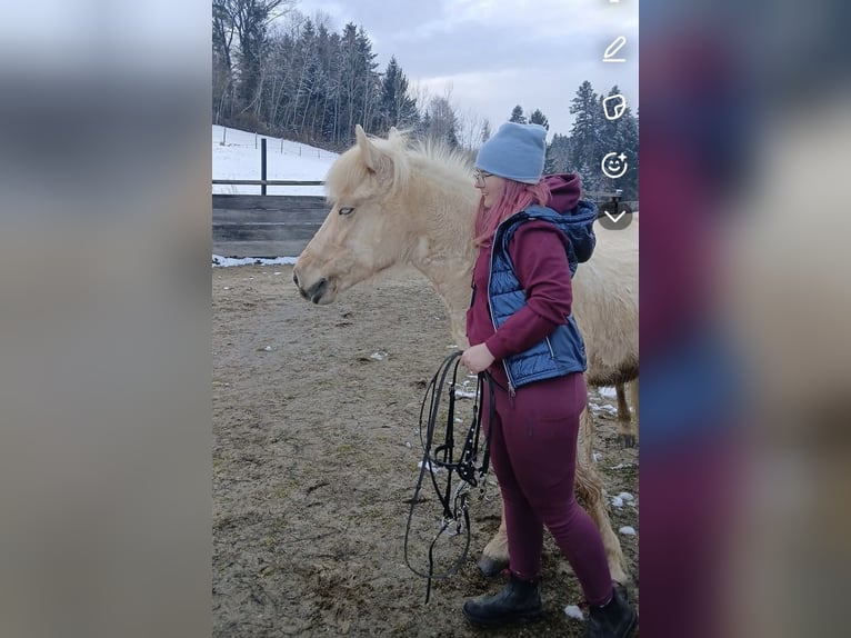 Islandpferd Stute 7 Jahre 138 cm Palomino in Feldkirchen an der Donau