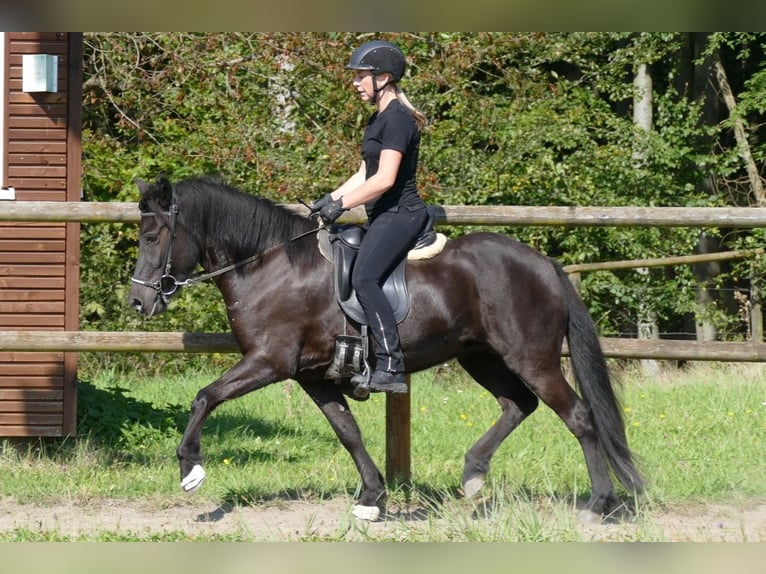 Islandpferd Stute 7 Jahre 138 cm Rappe in Rimbach