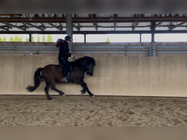 Islandpferd Stute 7 Jahre 138 cm Rappe in Blieskastel