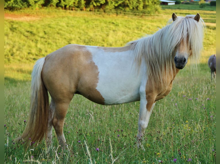 Islandpferd Stute 7 Jahre 138 cm Schecke in Saarland