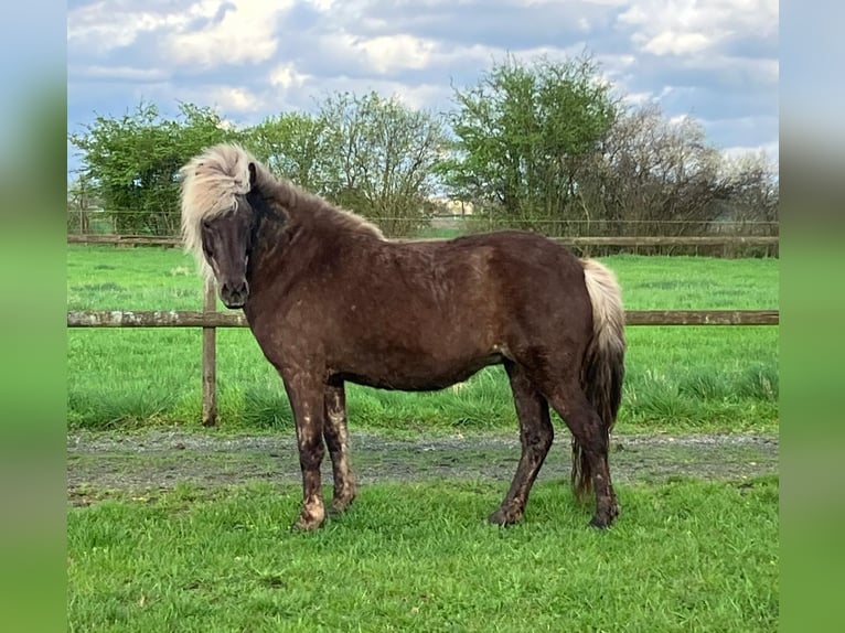 Islandpferd Stute 7 Jahre 138 cm in Bücken