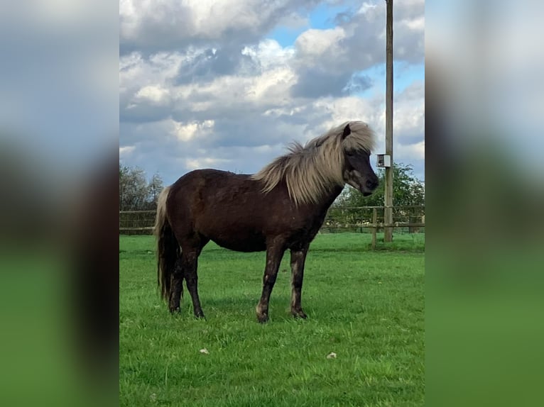 Islandpferd Stute 7 Jahre 138 cm in Bücken