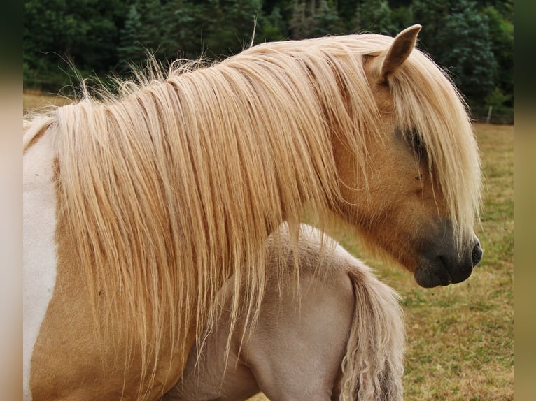 Islandpferd Stute 7 Jahre 139 cm Schecke in Saarland