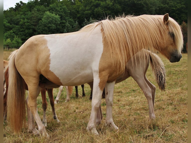 Islandpferd Stute 7 Jahre 139 cm Schecke in Saarland