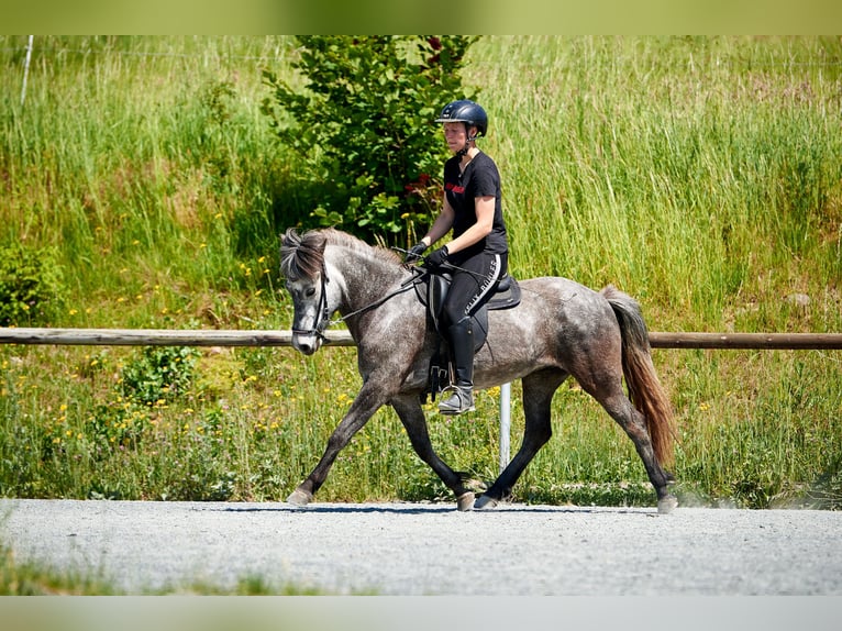 Islandpferd Stute 7 Jahre 140 cm Apfelschimmel in Idstein