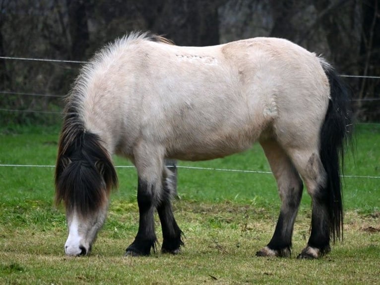 Islandpferd Stute 7 Jahre 140 cm Buckskin in Land-Übelbach