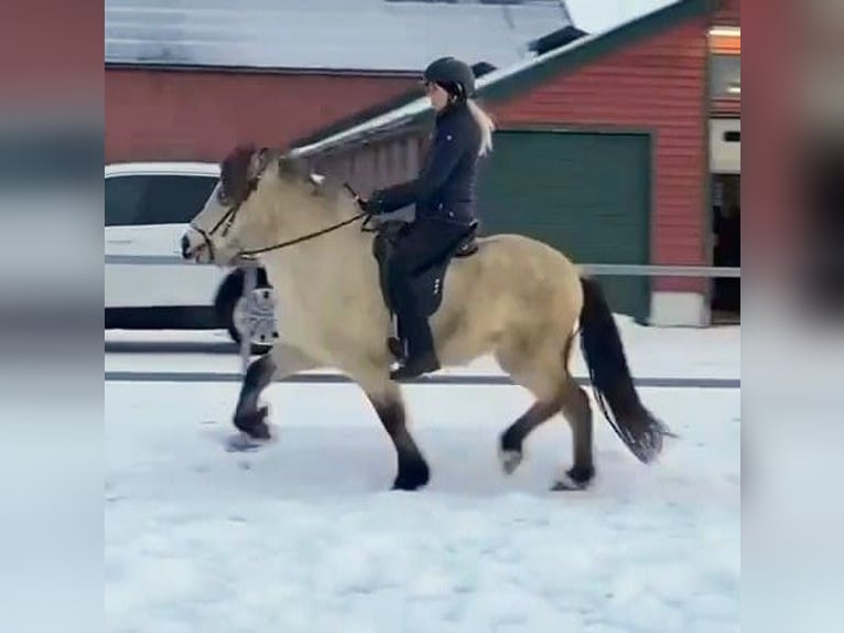 Islandpferd Stute 7 Jahre 140 cm Buckskin in Land-Übelbach