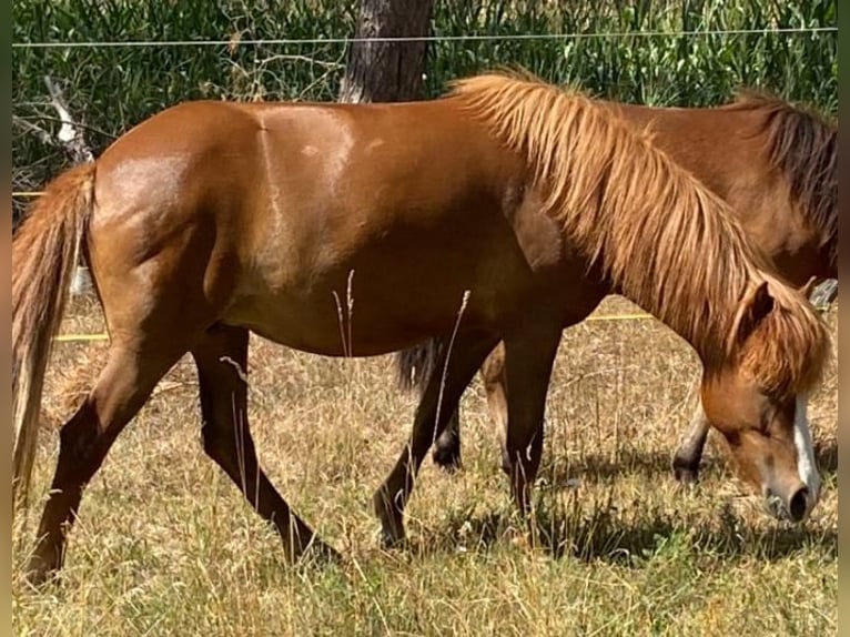 Islandpferd Stute 7 Jahre 140 cm Fuchs in Belzig