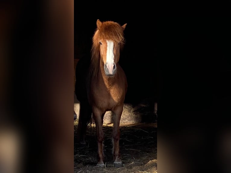 Islandpferd Stute 7 Jahre 140 cm Fuchs in Belzig