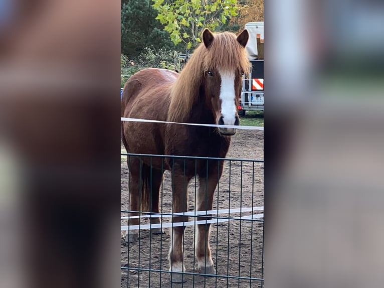 Islandpferd Stute 7 Jahre 140 cm Fuchs in Belzig