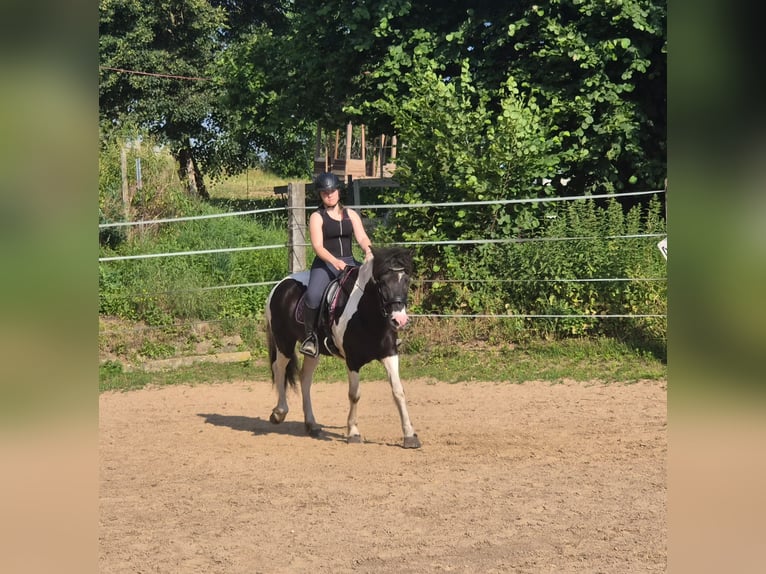 Islandpferd Stute 7 Jahre 140 cm Schecke in Colditz