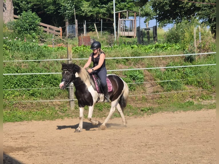 Islandpferd Stute 7 Jahre 140 cm Schecke in Colditz