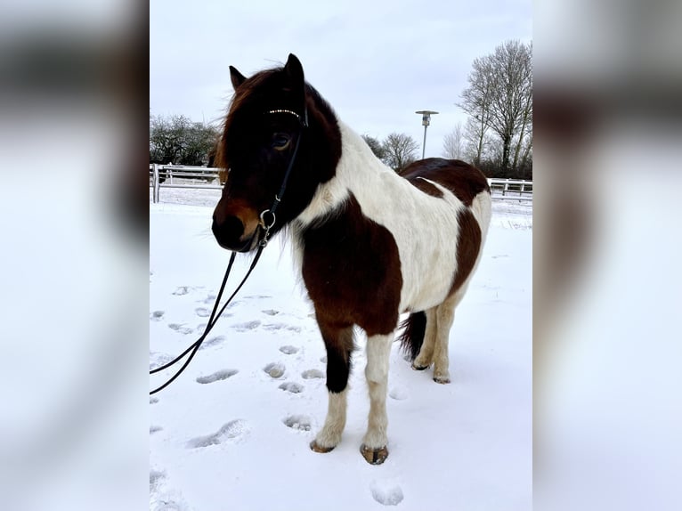 Islandpferd Stute 7 Jahre 140 cm Schecke in Hohenfelde bei Kiel