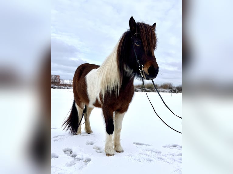 Islandpferd Stute 7 Jahre 140 cm Schecke in Hohenfelde bei Kiel