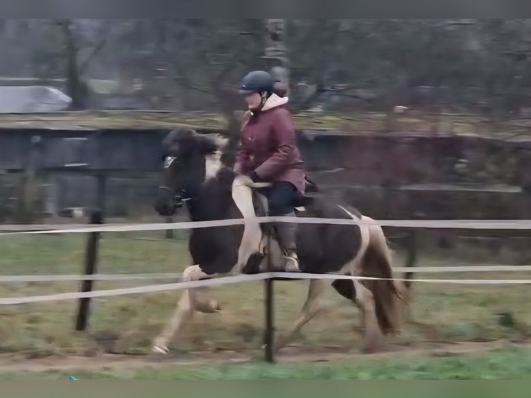 Islandpferd Stute 7 Jahre 140 cm Schecke in Dreumel