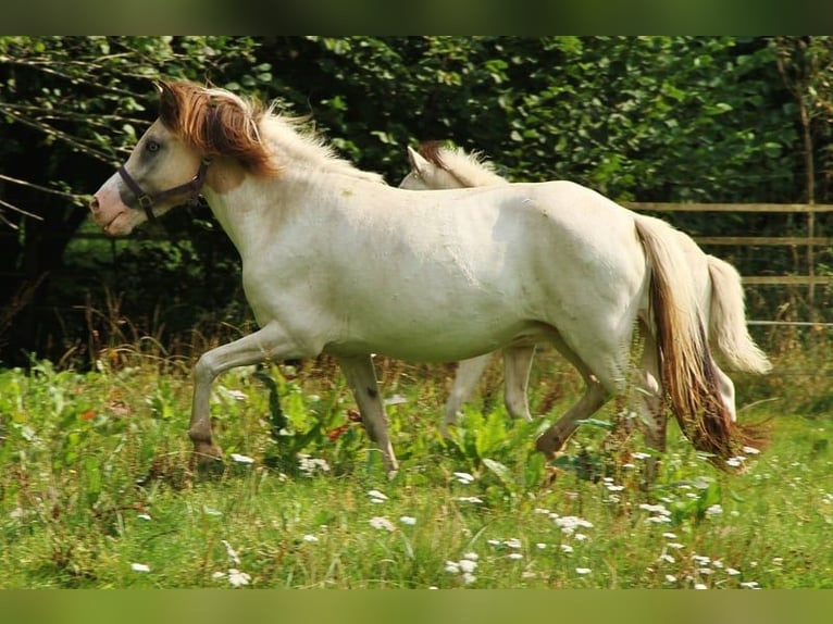 Islandpferd Stute 7 Jahre 140 cm Schecke in Saarland