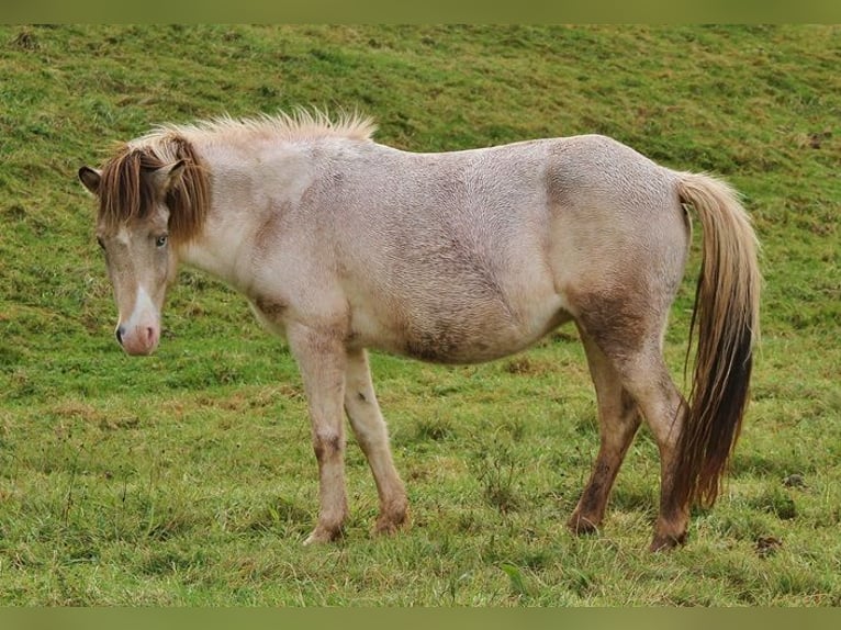 Islandpferd Stute 7 Jahre 140 cm Schecke in Saarland