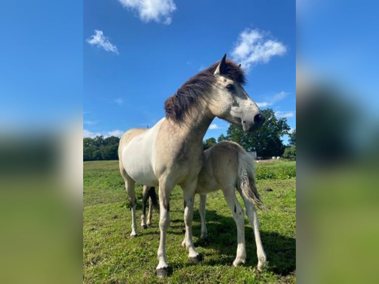 Islandpferd Stute 7 Jahre 140 cm Tobiano-alle-Farben in Blunk