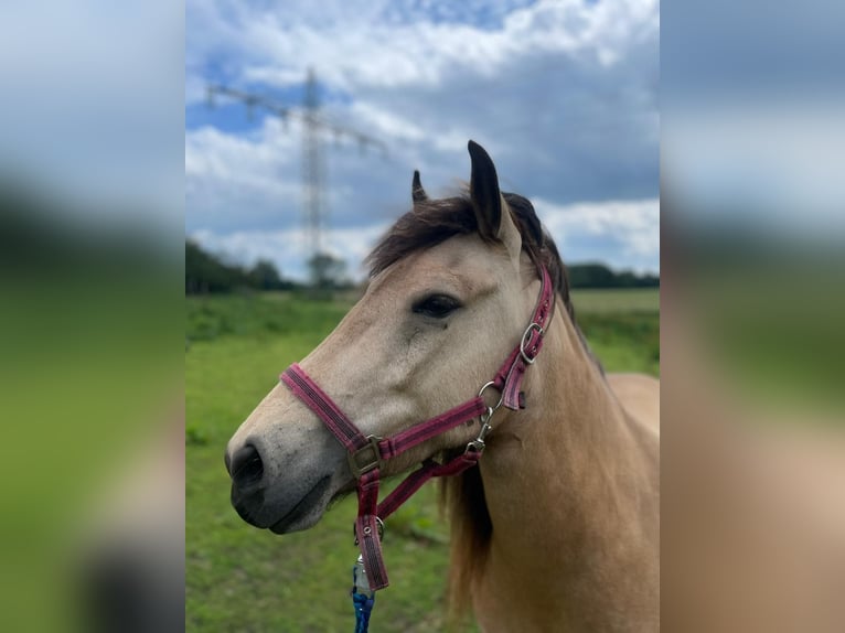 Islandpferd Stute 7 Jahre 140 cm Tobiano-alle-Farben in Blunk