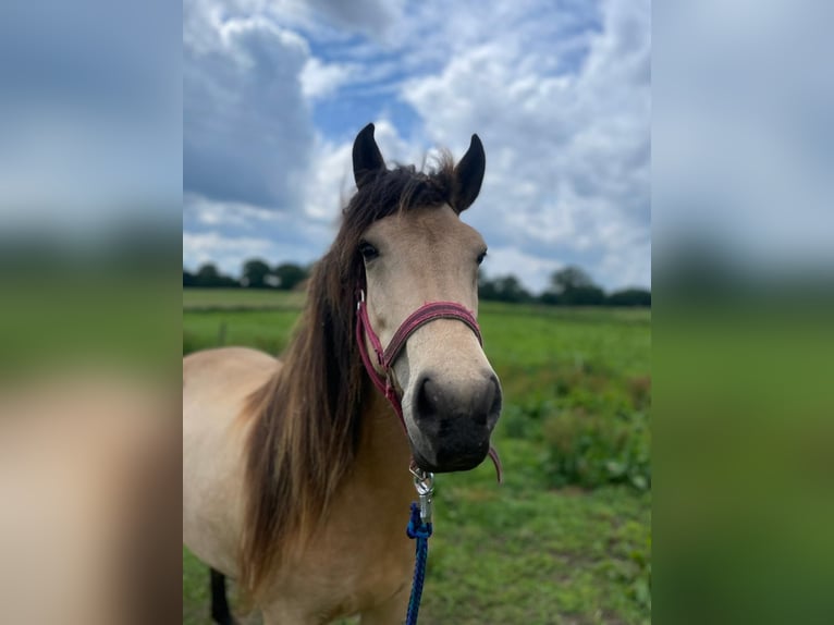 Islandpferd Stute 7 Jahre 140 cm Tobiano-alle-Farben in Blunk