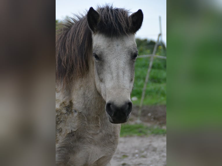 Islandpferd Stute 7 Jahre 140 cm Tobiano-alle-Farben in Blunk