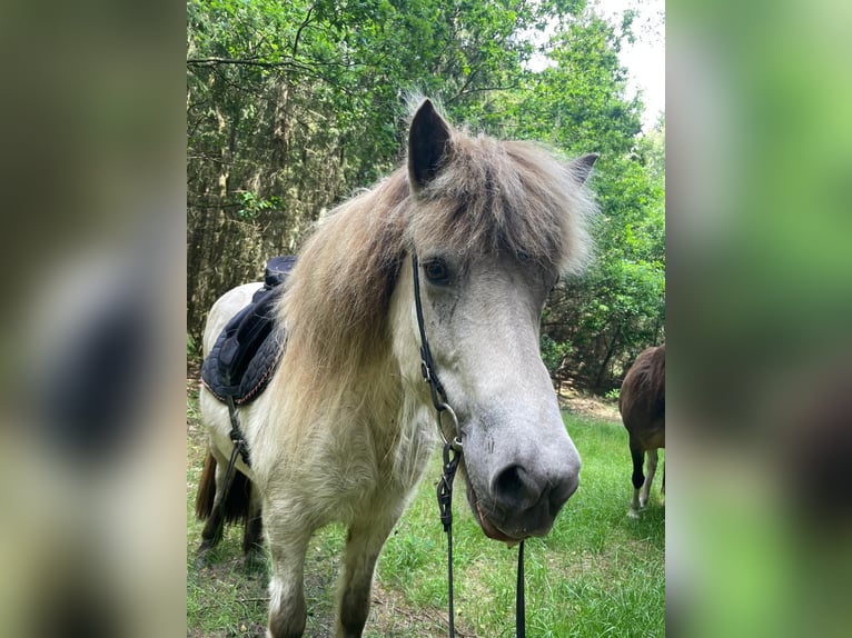 Islandpferd Stute 7 Jahre 140 cm Tobiano-alle-Farben in Blunk