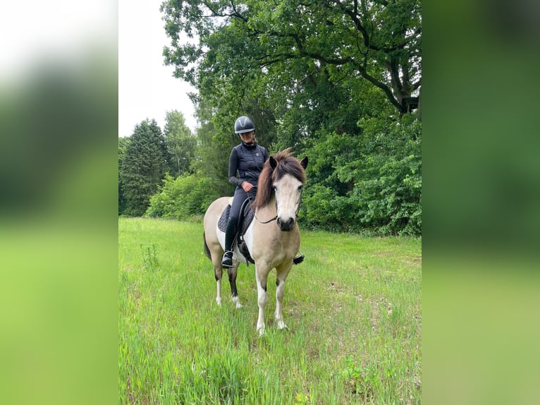 Islandpferd Stute 7 Jahre 140 cm Tobiano-alle-Farben in Blunk