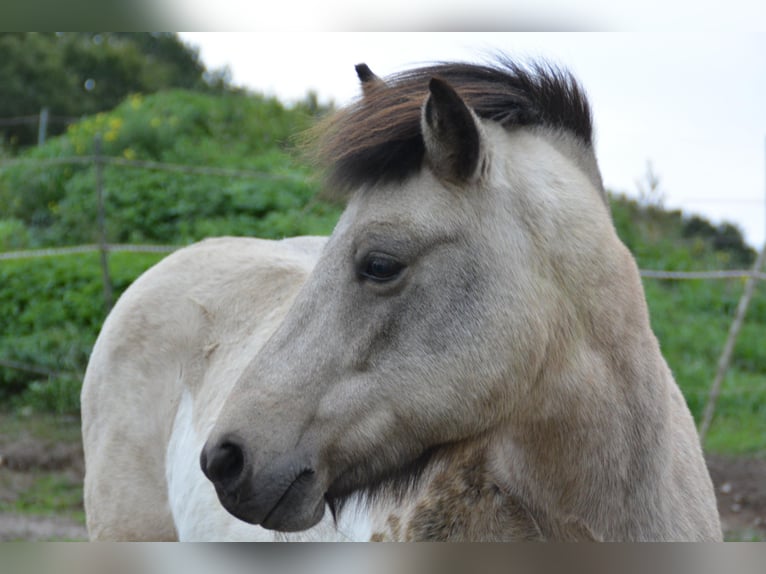 Islandpferd Stute 7 Jahre 140 cm Tobiano-alle-Farben in Blunk