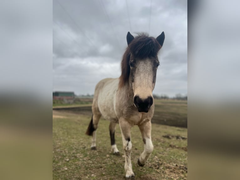 Islandpferd Stute 7 Jahre 140 cm Tobiano-alle-Farben in Blunk