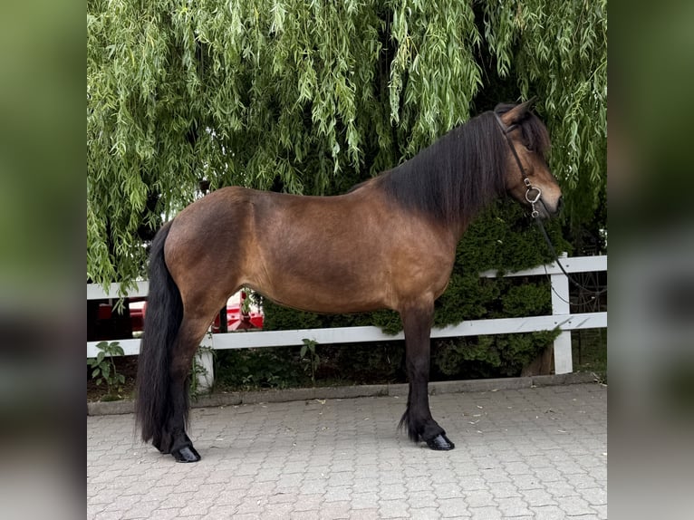 Islandpferd Stute 7 Jahre 141 cm Brauner in Lochen am See