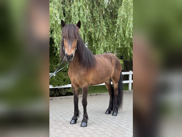 Islandpferd Stute 7 Jahre 141 cm Brauner in Lochen am See