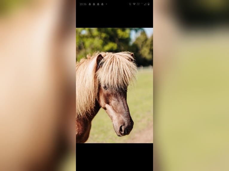 Islandpferd Stute 7 Jahre 142 cm  in Surrey