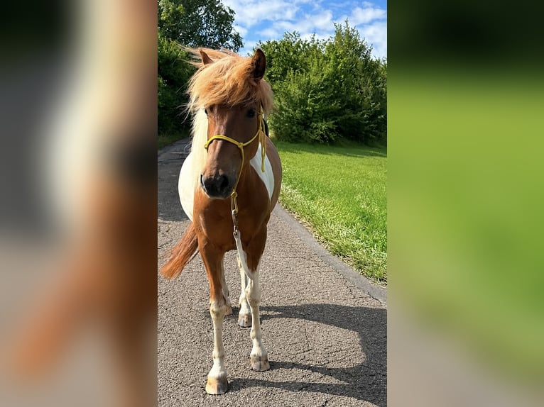 Islandpferd Stute 7 Jahre 142 cm Schecke in Blieskastel
