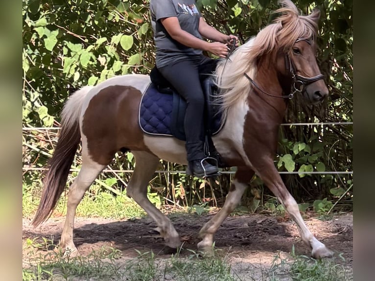 Islandpferd Stute 7 Jahre 142 cm Schecke in Blieskastel