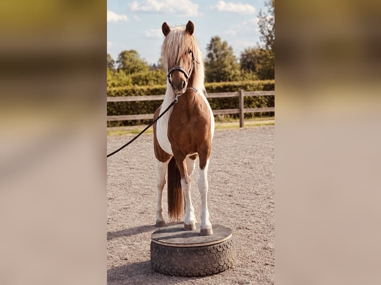 Islandpferd Stute 7 Jahre 142 cm Schecke in Blieskastel