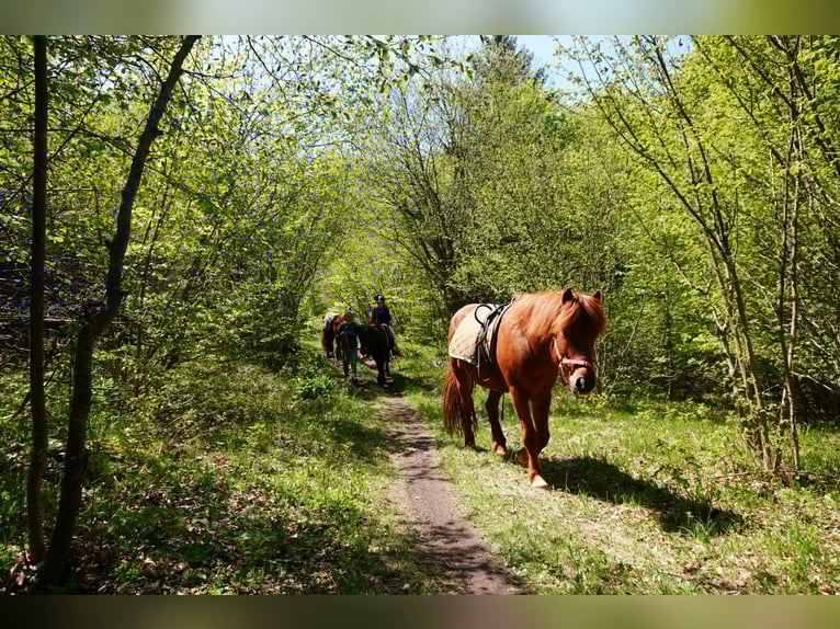 Islandpferd Stute 7 Jahre 143 cm Fuchs in Raisting