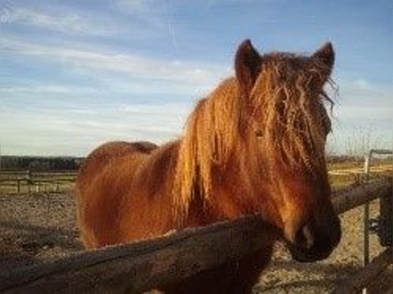 Islandpferd Stute 7 Jahre 143 cm Fuchs in Raisting